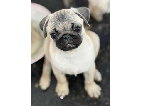 Hamburger surat pug mops gül kuyruk