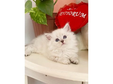 Kedimiz için ciddi alacaklar arayabilir