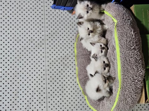 Harıka kalitede brıtısh longhaır yavrularimiz