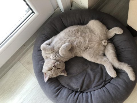 11 aylık aşıları tam british shorthair