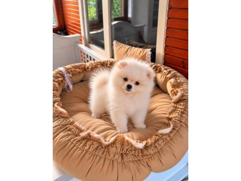 Pomeranian boo teddy face 
