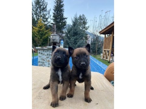 Belçika malinois