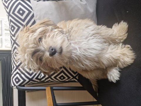 Maltipoo terrier