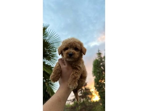 Kore maltipoo tedy face yavrumuz yeni yuvasına hazır