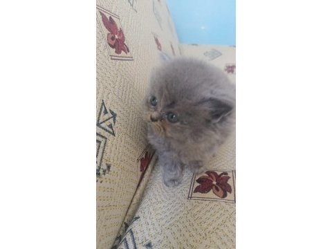 Oyuncu uysal yumak kedimiz yeni yuvasını arıyor