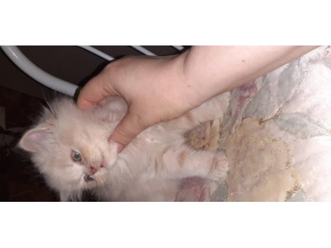 Safkan iran kedi yavrusu