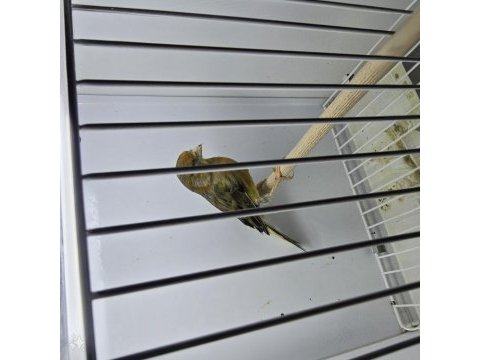 Erkek kanaryalar