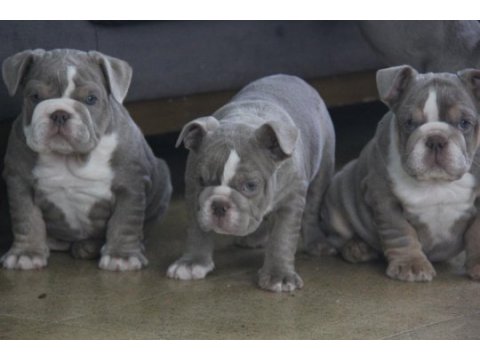 Sitenin en renkli en mütevazi bulldog şekerleri