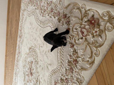 Tuvalet eğitimli 2 aylık dişi french bulldog