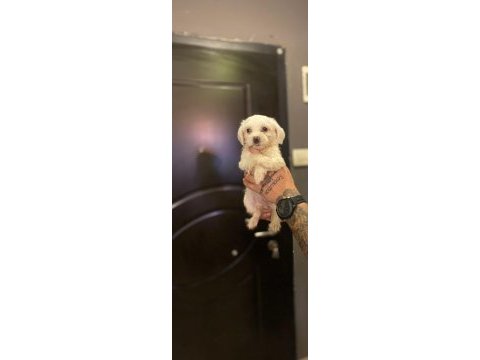 Maltipoo yavrularımız
