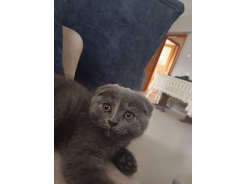 Gri scottish fold 4 aylık