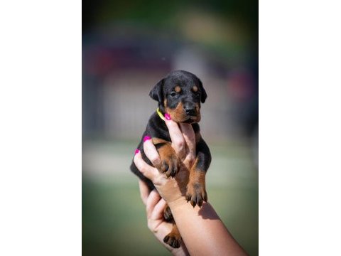 Asıl doberman yavrular
