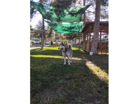 2 buçuk yaşında safkan dişi husky (sibirya kurdu)