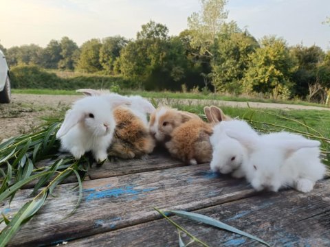 Safkan hollanda lop tavşanı yavruları