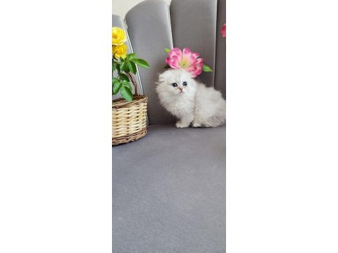 Scottish fold yavrumuz
