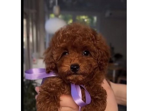 Toy poddle