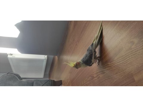 Grey sultan papağanı
