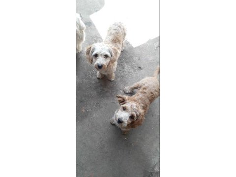 Genç maltipoo dişiler