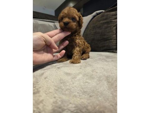 Mini toy poodle