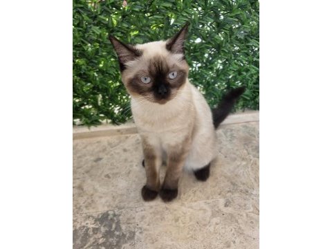 Erkek çikolata point british shorthair