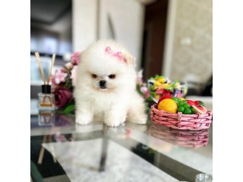 3 efsane sıfır burun pomeranian prensesler