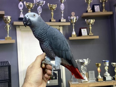 Jumbo boy sağlıklı 200 kelime konuşan jako papağanı