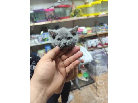 British shorthair dişi yavru