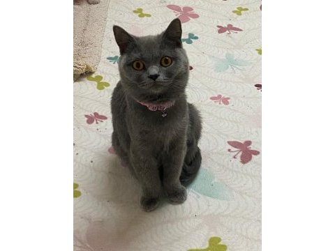 Acil sahiplendirilecek british shorthair