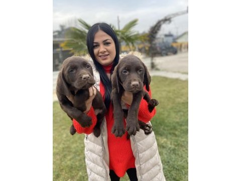 Çikolata labrador yavrularım