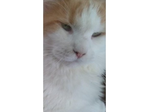 Main coon dişi kedimiz