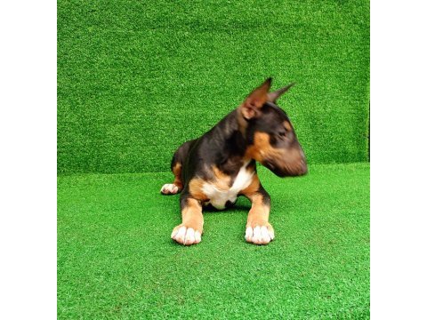 Bull terrier puppy
