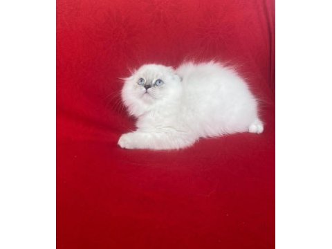 2 ay british longhair