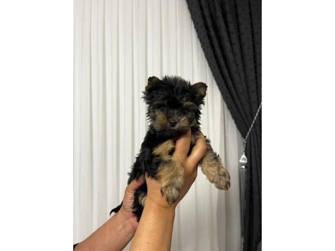 Ankaranın en güzel yorkshire terrier yavruları