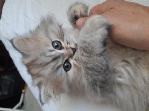 Chinchilla kedilerim yeni yuvasını arıyor