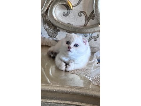 Yavru scottish fold kedimize yuva arıyoruz