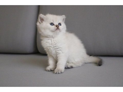 British shorthair ny2533/ny25 disi yavrular