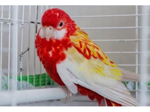 Rozella papağanı 6 aylık