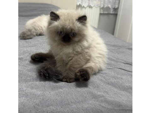 British longhair 2 aylık dişi