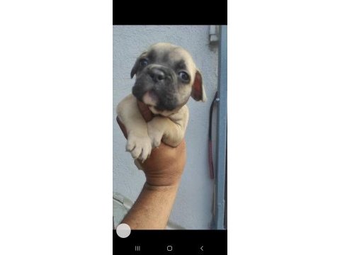 French bulldog