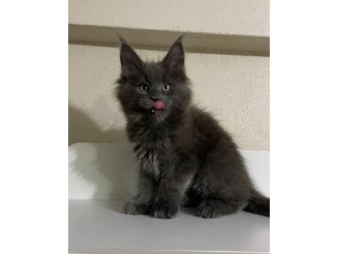 Xxl dev erkek yavru maine coon
