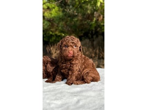 Chocolate toy poodle yavrular