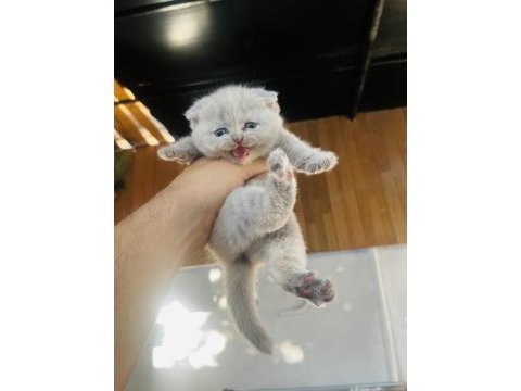 Biblo surat scottish fold bebişler