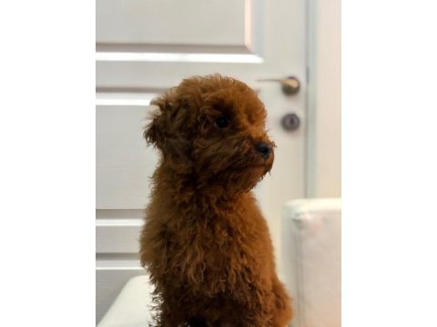 6 aylık erkek poodle