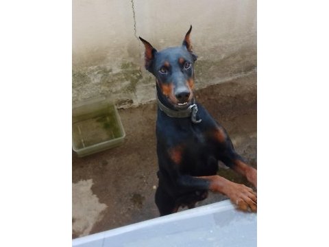 Bazı nedenlerden dolayı köpeğimi vermek zorundayım