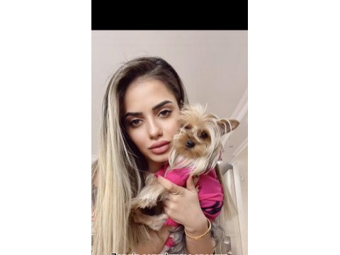 Yorkshire terrier kızımız