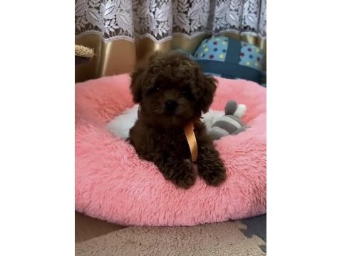 Yavru ve sağlıklı toy poodle