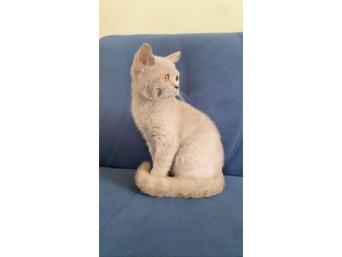 Kesinlikle sağ orjinal ırk çok sağlıklı 5 aylık