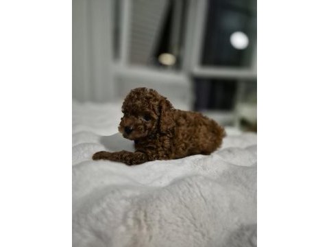 Toy poodle yavrular
