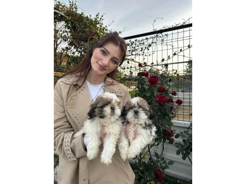 Çok bebiş shih-tzu yavrular
