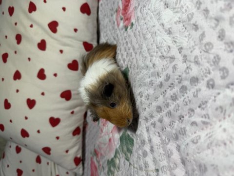 Minik ginepig safran bebişimiz